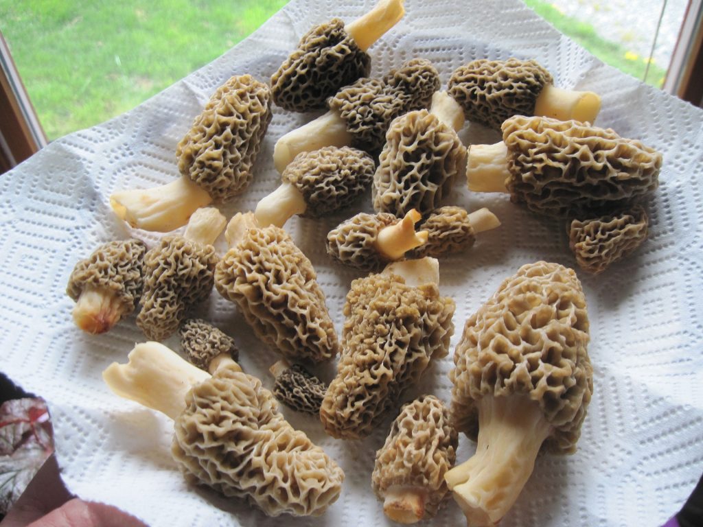 Recette Croute Aux Morilles Franc Comtoise Croûte aux morilles : la recette franc-comtoise | Avellana