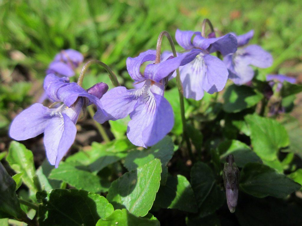 Sirop de violette odorante : notre idée recette - Promesse de Fleurs
